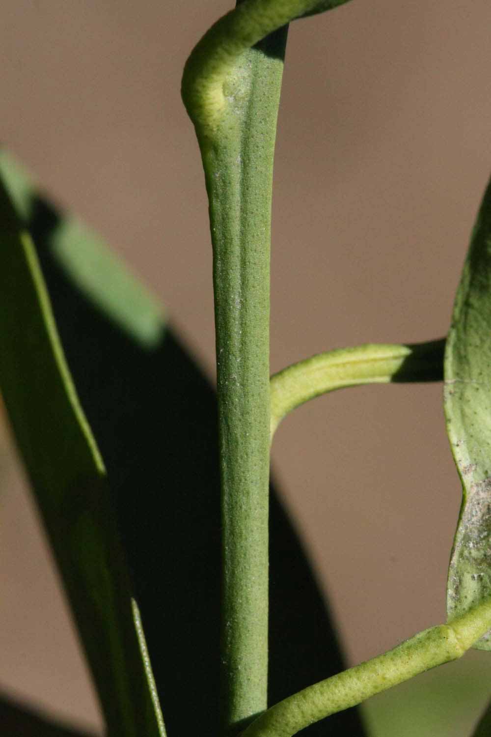              First year twig (Riverside, CA)       